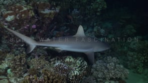 2538_Grey reef shark swimming over coral reef at night