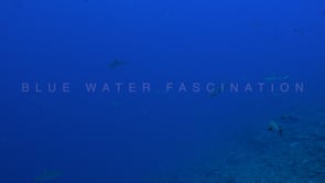 2534_Whitetip reef shark swimming in blue ocean