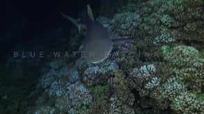 2543_Many grey reef sharks on coral reef at night