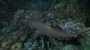 2535_Grey reef shark swimming over reef at night