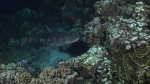 2536_Grey reef shark close up swimming over coral reef at night