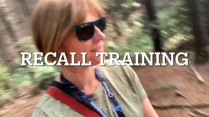 Recall Practice, Forest Walk