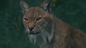 Beautiful Lynx in Polar Park