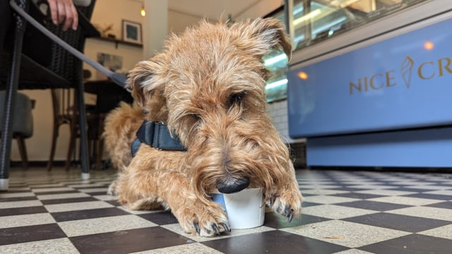 Leberwurst-Eis für Hunde
