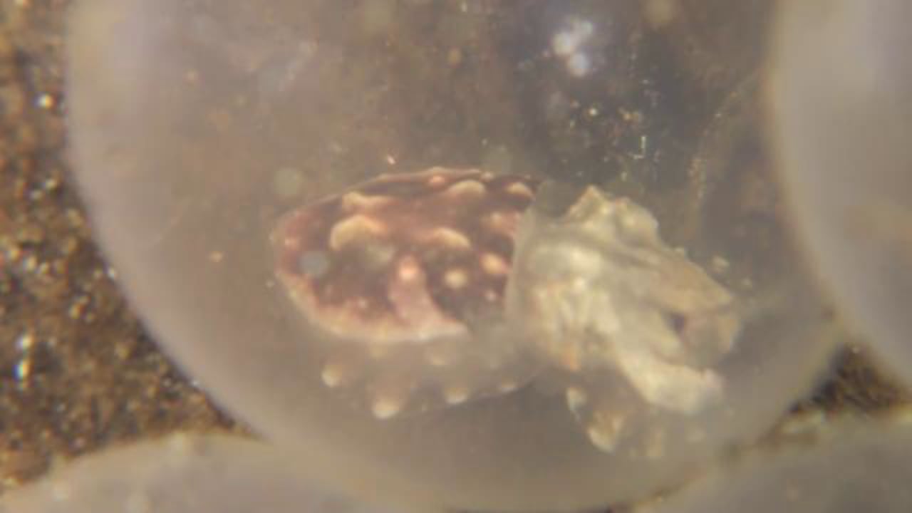 Flamboyant Cuttlefish - Birth