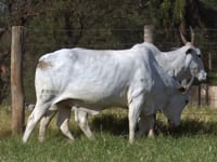 Lote 85D