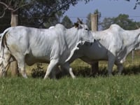 Lote 86D