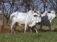 Lote 87D