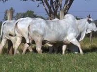 Lote 90D