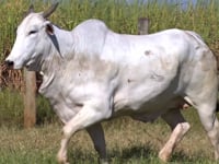 Lote 94D