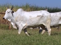 Lote 99D