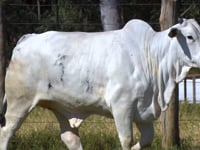 Lote 108D