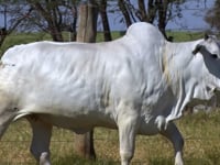 Lote 109D