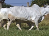 Lote 112D