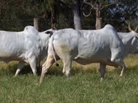 Lote 113D
