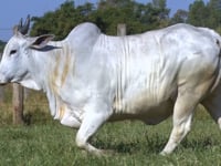 Lote 118D