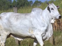 Lote 119D