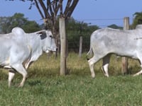 Lote 120D