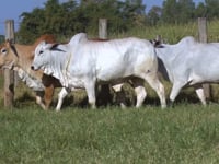 Lote 121D