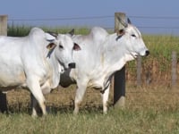 Lote 115D