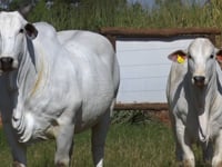 Lote 02E