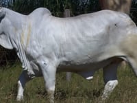 Lote 01T