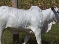Lote 08T