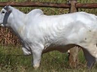 Lote 20T