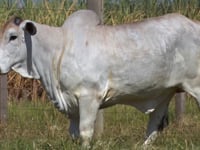 Lote 22T