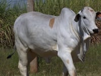 Lote 24T
