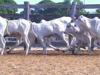 Lote 03P