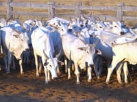 Lote 05P