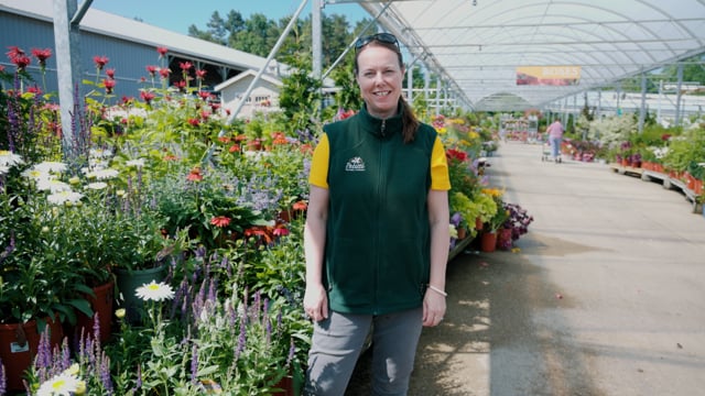 Deer Resistant Perennials for Sun & Shade