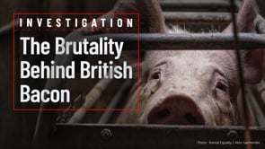 Behind the Doors of Cross Farm: Tesco Supplier Exposed for Pig Cruelty in UK