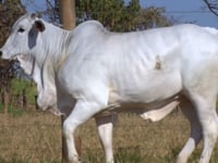 Lote 123D