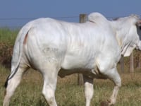 Lote 122D