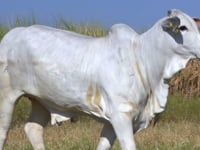 Lote 124D