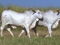 Lote 126D