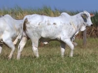 Lote 127D