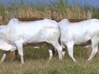Lote 125D