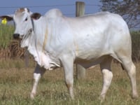 Lote 128D