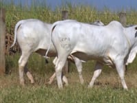 Lote 130D