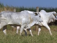 Lote 131D