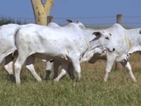 Lote 132D