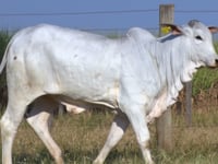 Lote 133D