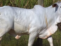 Lote 134D