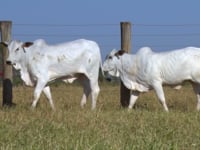 Lote 136D