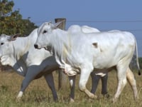 Lote 137D