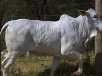 Lote 142D