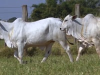 Lote 144D